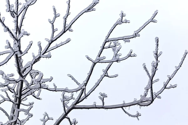 Zamrożone drzewa w zimie 5 — Zdjęcie stockowe