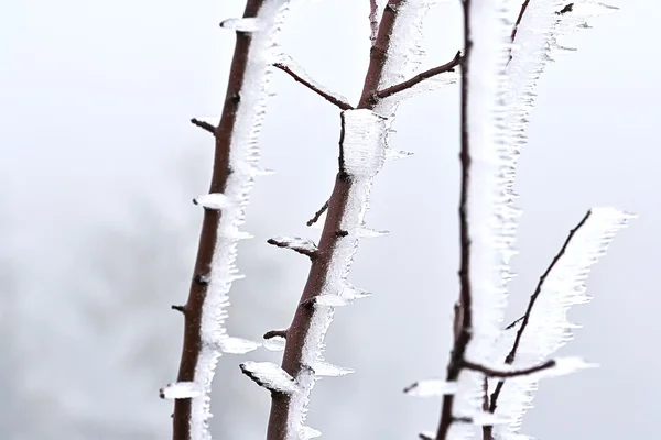 Rosa mosqueta en hielo 08 — Foto de Stock