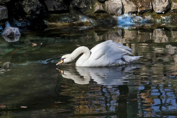 Cigno bianco nell'acqua verde01 — Foto Stock