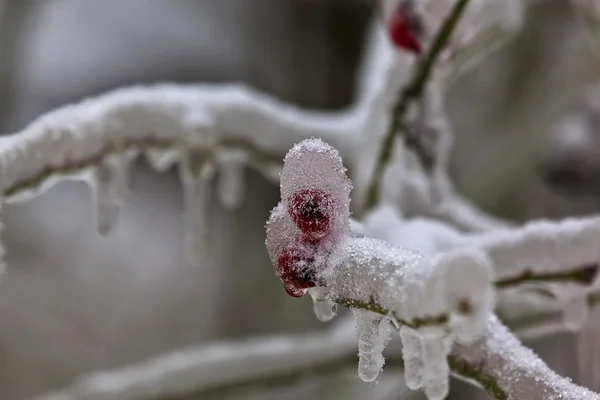 Frozen tree in Winter 29 — Stock Photo, Image