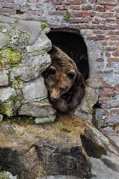 Brown Bear 2 — Stock Photo, Image
