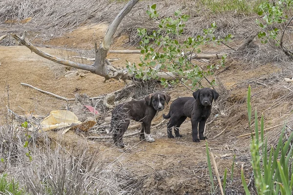 Verlaten kleine puppy 2 — Stockfoto