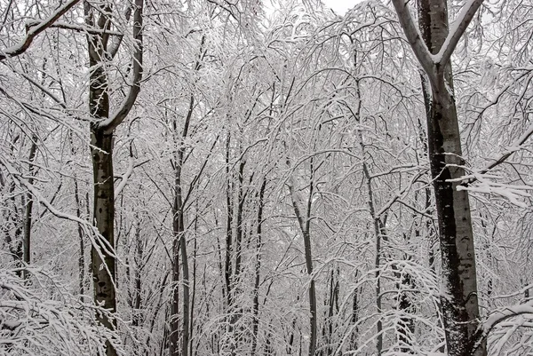 Beech forest in winter 3 — Stock Photo, Image