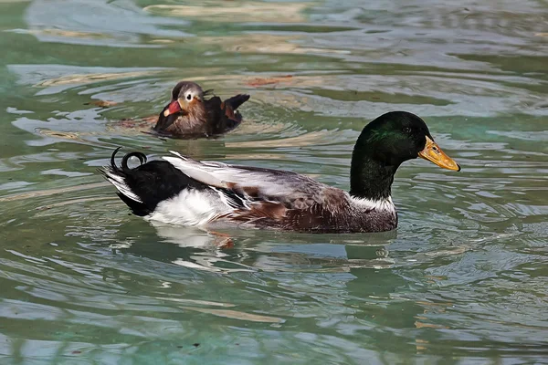 Kacsa, úszás a medencében — Stock Fotó