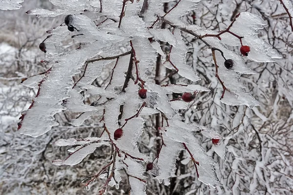 Rosehip in ice 01 — Stock Photo, Image