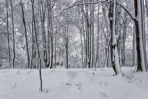 Invierno montaña paisaje 5 — Foto de Stock