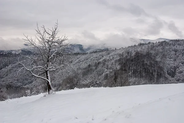 Witer paesaggio montano 4 — Foto Stock