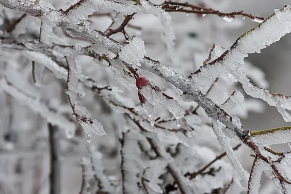 Rosa mosqueta en hielo 04 — Foto de Stock