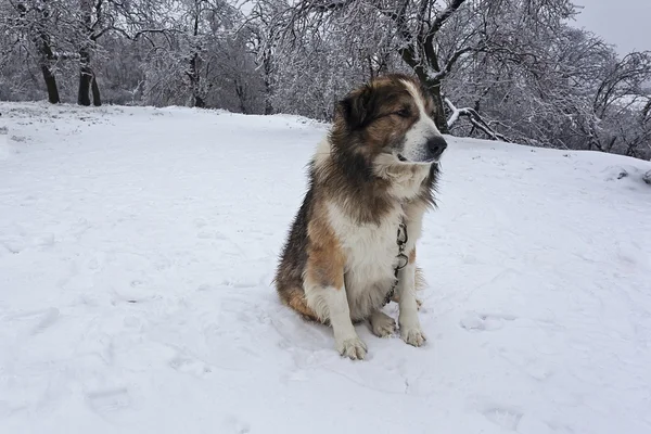 Guard dog in Winter 46 — Stock Photo, Image