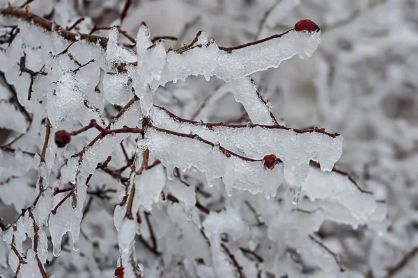 Rosa mosqueta en hielo 05 — Foto de Stock