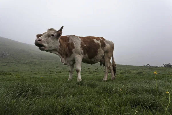 Bir yeşil çayır 13 inek