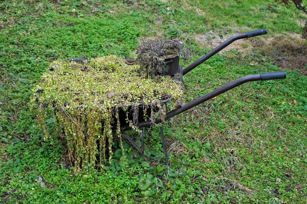 Handkarren omgezet in bloempot — Stockfoto