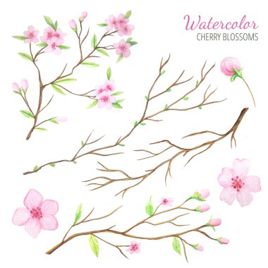 Suluboya bahar kiraz çiçekleri seti