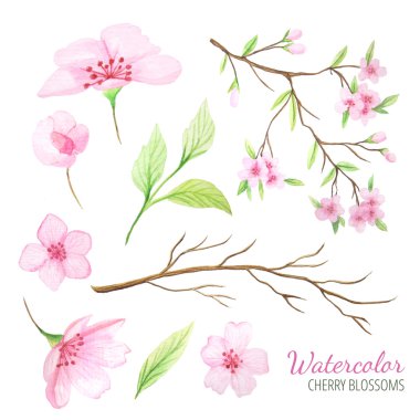 Suluboya bahar kiraz çiçekleri seti