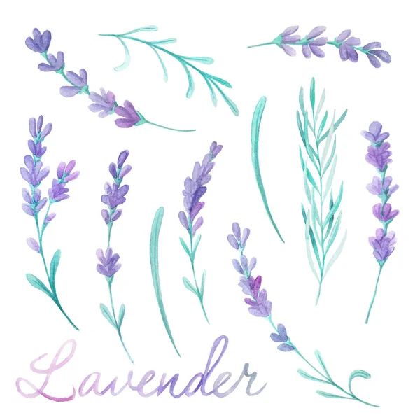 Watercolor lavender flowers. Hand painted provence herbs isolated on white background. Floral clip art perfect for rustic provence DIY project