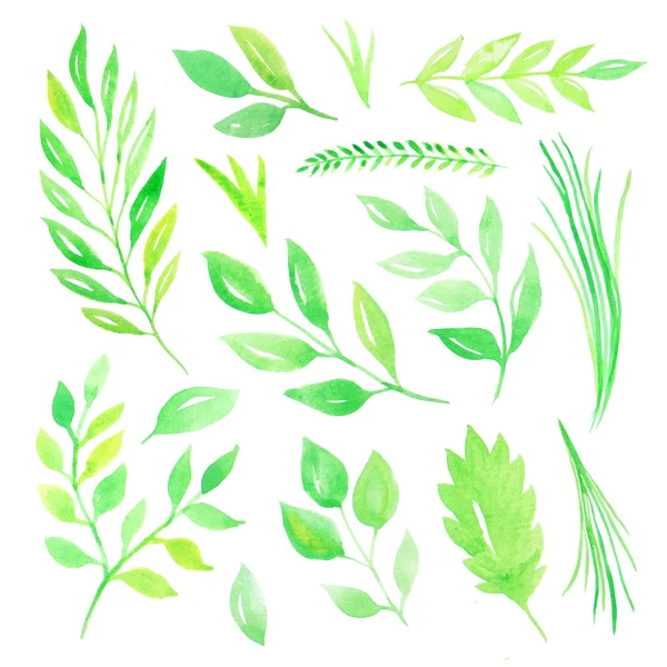 Akvarell zöld levelek beállítása — Stock Fotó