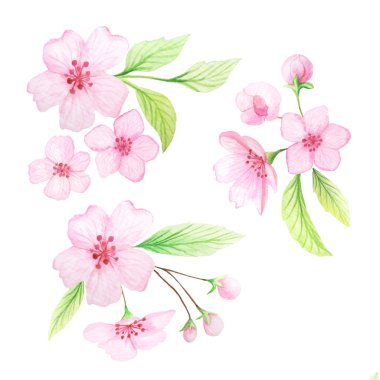 El boyalı suluboya kiraz çiçekleri ve yaprakları ayarlayın. Zarif pembe ve yeşil renklerde bahar kiraz çiçekleri teması. Düğün davetiyeleri ve kart yapma için mükemmel küçük resim elemanları