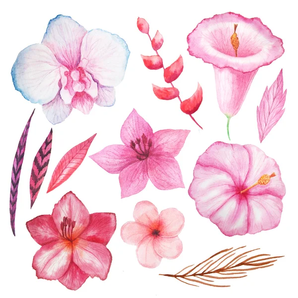 Conjunto Acuarela Pintado Mano Flores Tropicales Hojas Plantas Colores Rosados —  Fotos de Stock