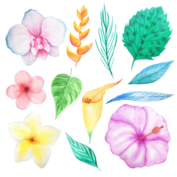 Ensemble Fleurs Feuilles Plantes Tropicales Peintes Main Aquarelle Clip Art — Photo