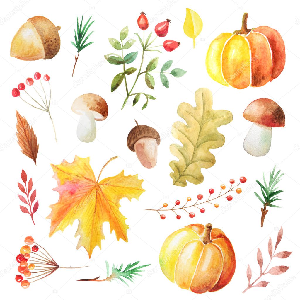 Set of Watercolor orange pumpkins, mushrooms, fall leaves, red ripe berries and fir branches. Autumn forest floral decorative elements isolated on white background