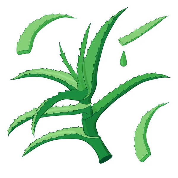 Ensemble vectoriel Aloe vera — Image vectorielle