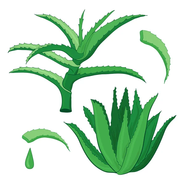 Aloe vera vektor készlet — Stock Vector