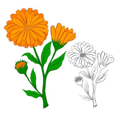 calendula çiçek