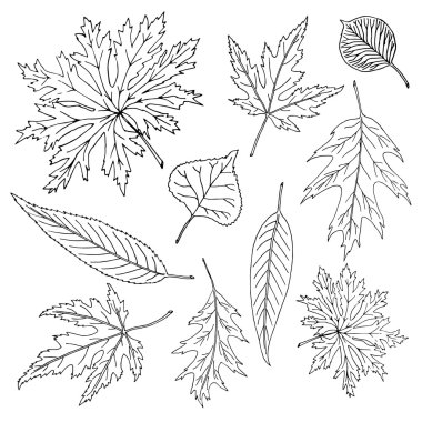 yaprakları elle çizilmiş karalamalar seti