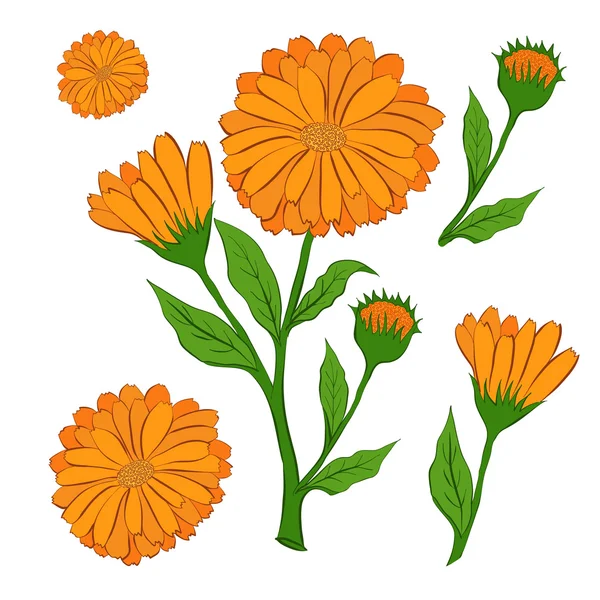 De bloem van calendula — Stockvector