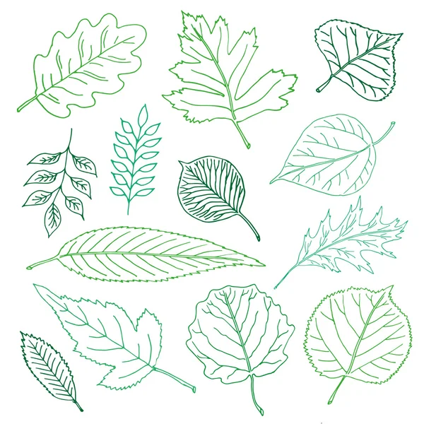 Conjunto de rabiscos de folhas desenhadas à mão —  Vetores de Stock