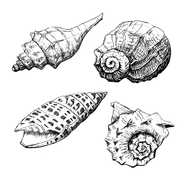 Conjunto de conchas marinas — Archivo Imágenes Vectoriales