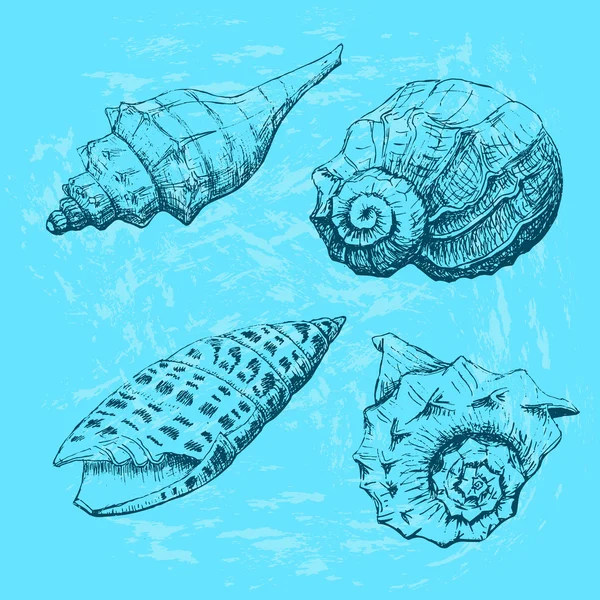 貝殻のセット — ストックベクタ