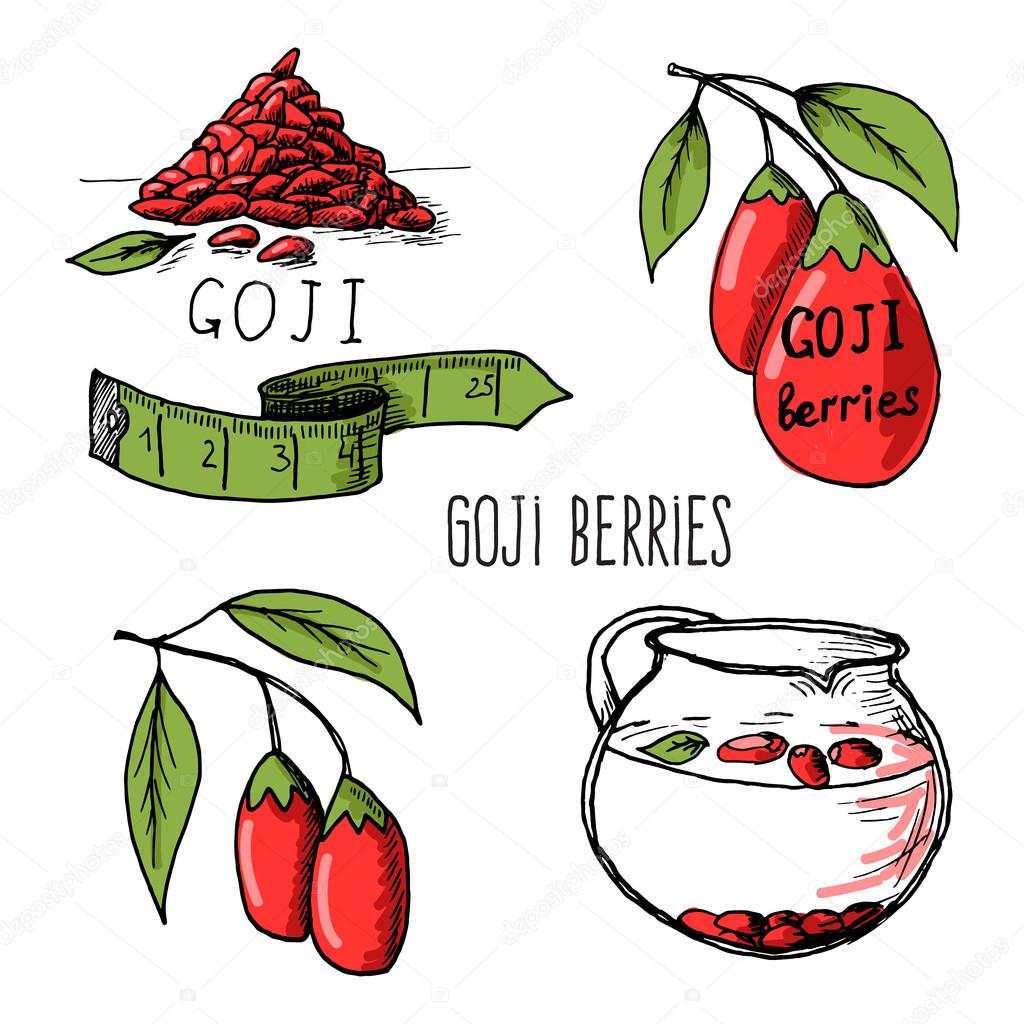 Goji berries sketch