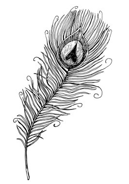  elle çizilmiş tavus kuşu tüyü