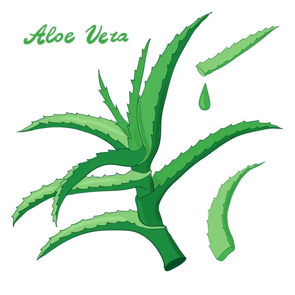 Aloe vera set — Stockfoto