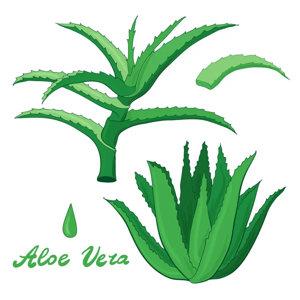 Aloe vera set — Stockfoto