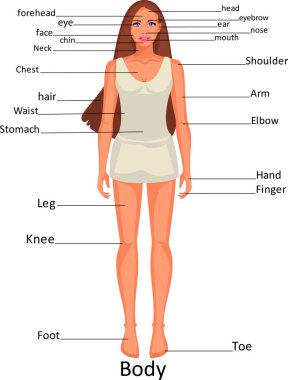 Diagram of the human body parts on the girl clipart