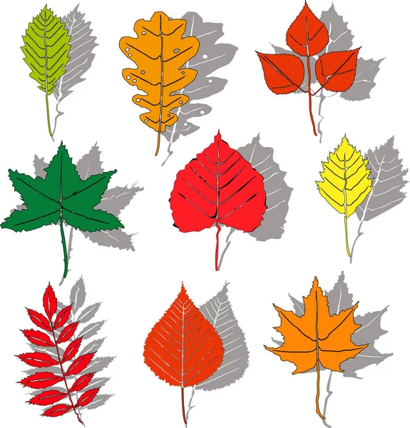 Set Colorful Autumn Leaves Isolated White Background Gray Shadows — Stock Vector