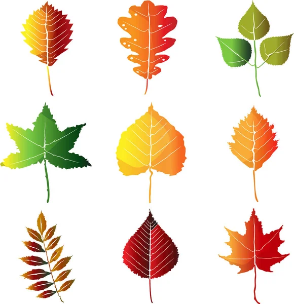 Un conjunto de coloridas hojas de otoño aisladas en blanco. — Archivo Imágenes Vectoriales