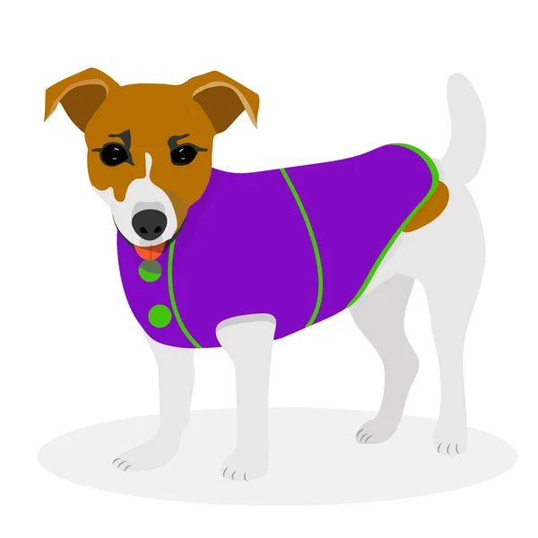 Jack Russell Perro terrier con ropa. Ilustración del flet vectorial. — Archivo Imágenes Vectoriales