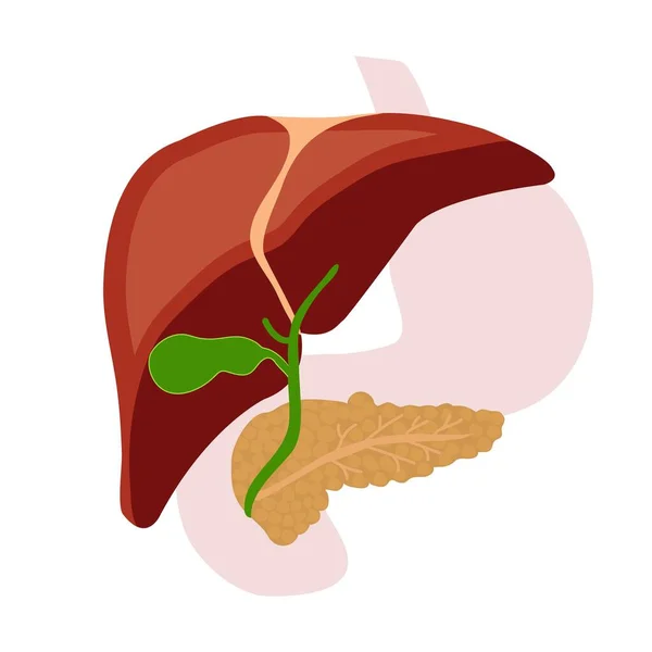 Human liver, pancreas, gallbladder. Vector flat illustration. — Stock Vector