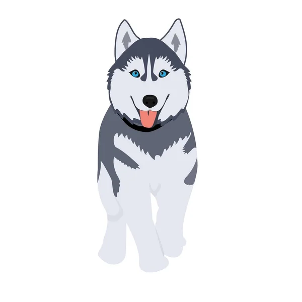 Aranyos husky kutya. Vektor illusztráció rajzfilm stílusban. — Stock Vector