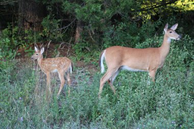 Michigan 'da geyiği olan bir dişi geyik..