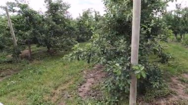 Apple Meyve Bahçesi Armada, Michigan. Yazın başında, Armada, Michigan 'daki Blakes Cider Mill' de elma ağaçları sıralanır..