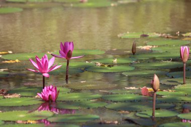 Angkor Wat, Kamboçya 'daki gölette güzel pembe nilüfer çiçekleri