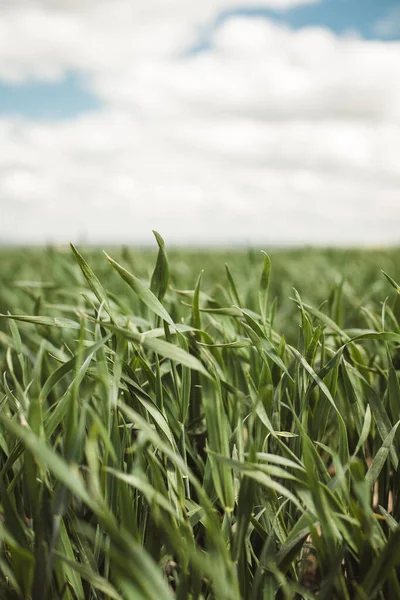 Green grass. Close up of a Farmers field. Green crops growing in a large farmers field.