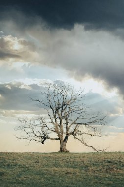 Ayrı bir ağaç, bulutların içinde parlayan ışık huzmeleri. Kışın yapraksız bir ağaç, bulutların arasında güneş parlıyor.