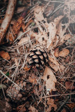 Orman zemininde çam kozalağı