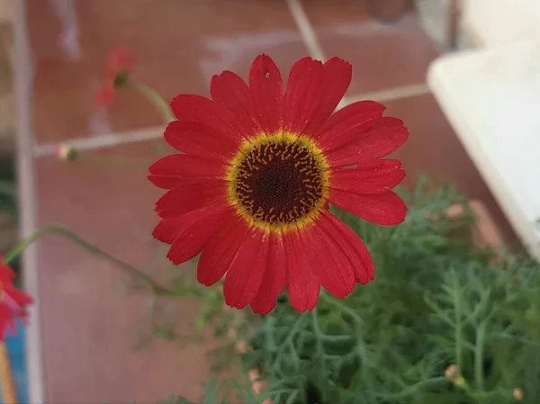 Κόκκινο Λουλούδι Της Ντροπής — Φωτογραφία Αρχείου