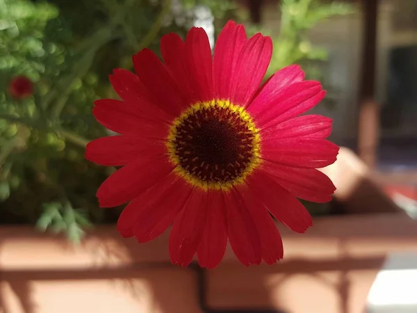 Червона Квітка Ромашки — стокове фото